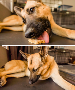 Pasha Eating Healthy Dog Treat