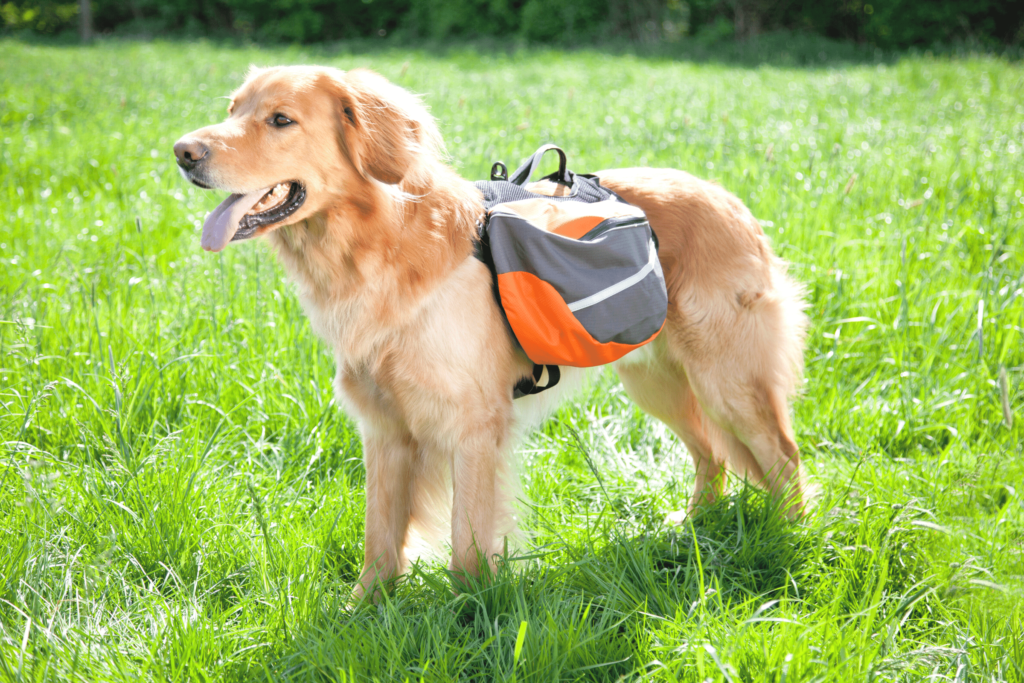 are dog backpacks bad for dogs
