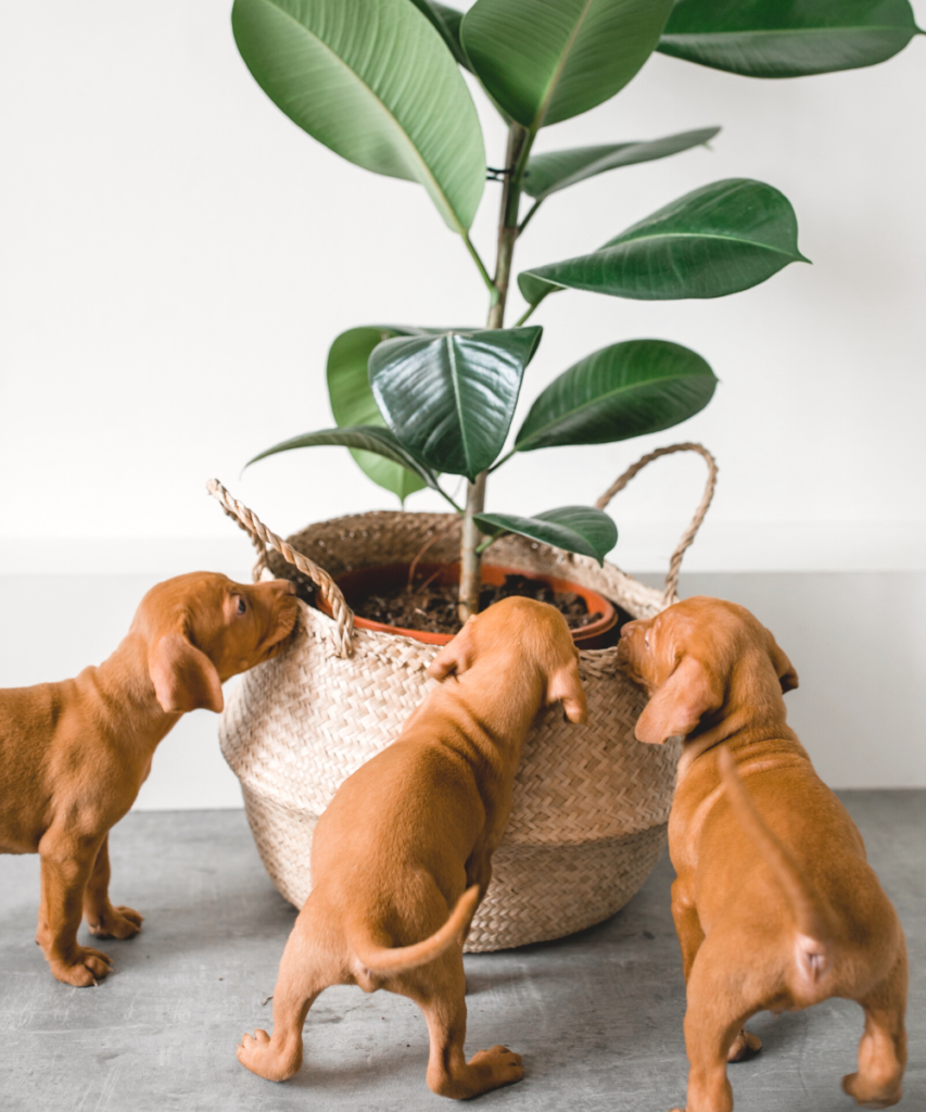 Curious Puppies with Houseplant