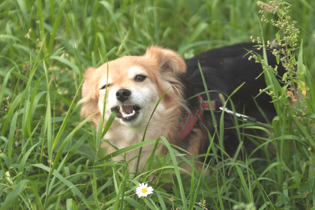 Is Grass Toxic to Dogs?
