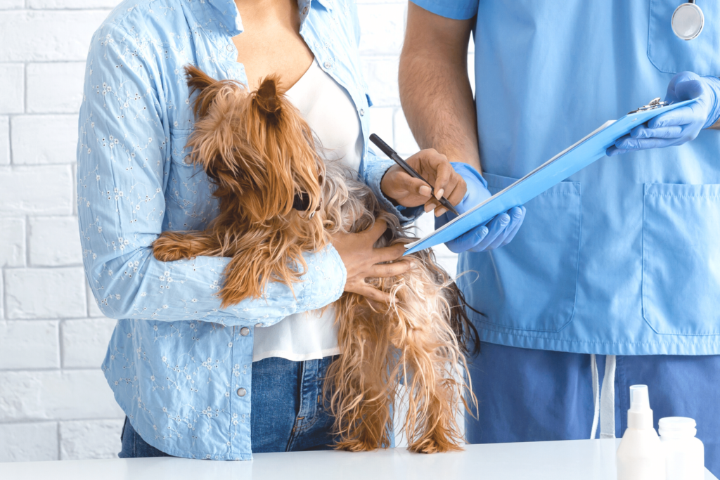 Dog Receiving Veterinary Care
