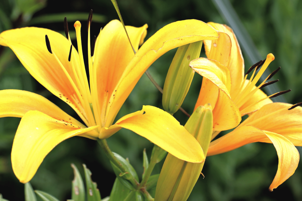 Plants Toxic to Dogs - Lilies