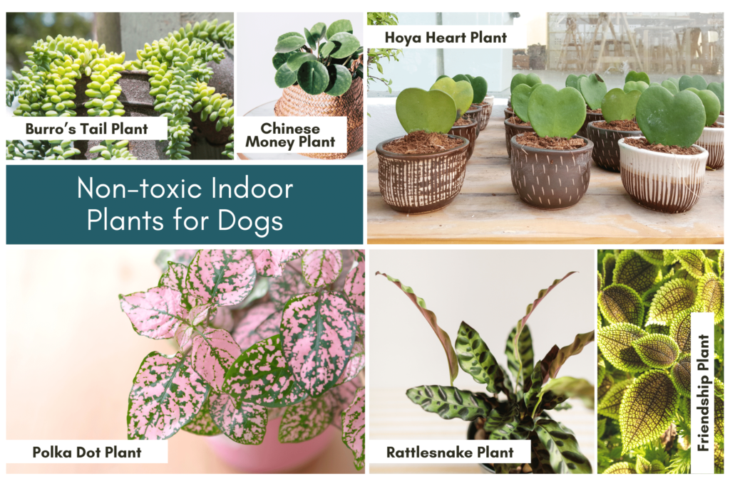 Safe Indoor Plants for Dogs