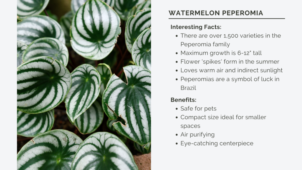 Non-toxic Plants to Dogs - Watermelon Peperomia Plant