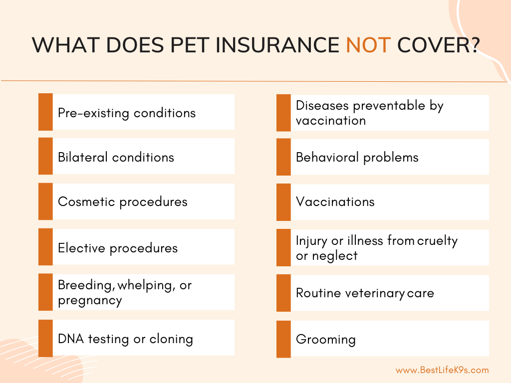 What Does Pet Insurance Not Cover