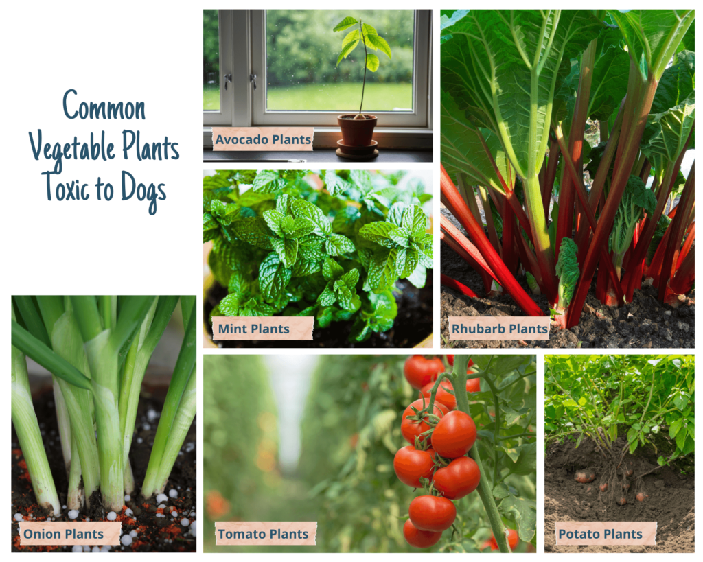 Toxic Plants to Dogs - Vegetable Plants