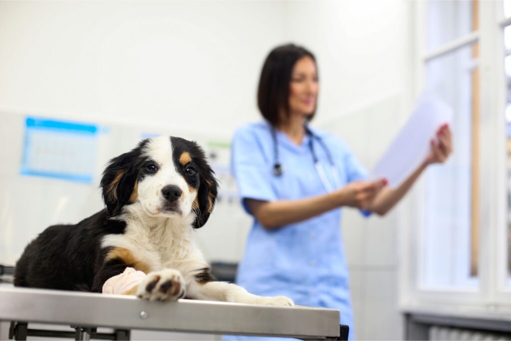 Veterinarian Holding Dog Vaccination Records
