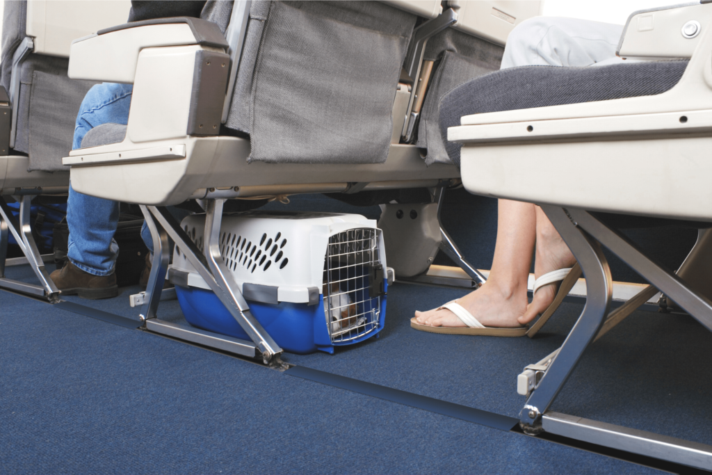 flying with dogs in cabin