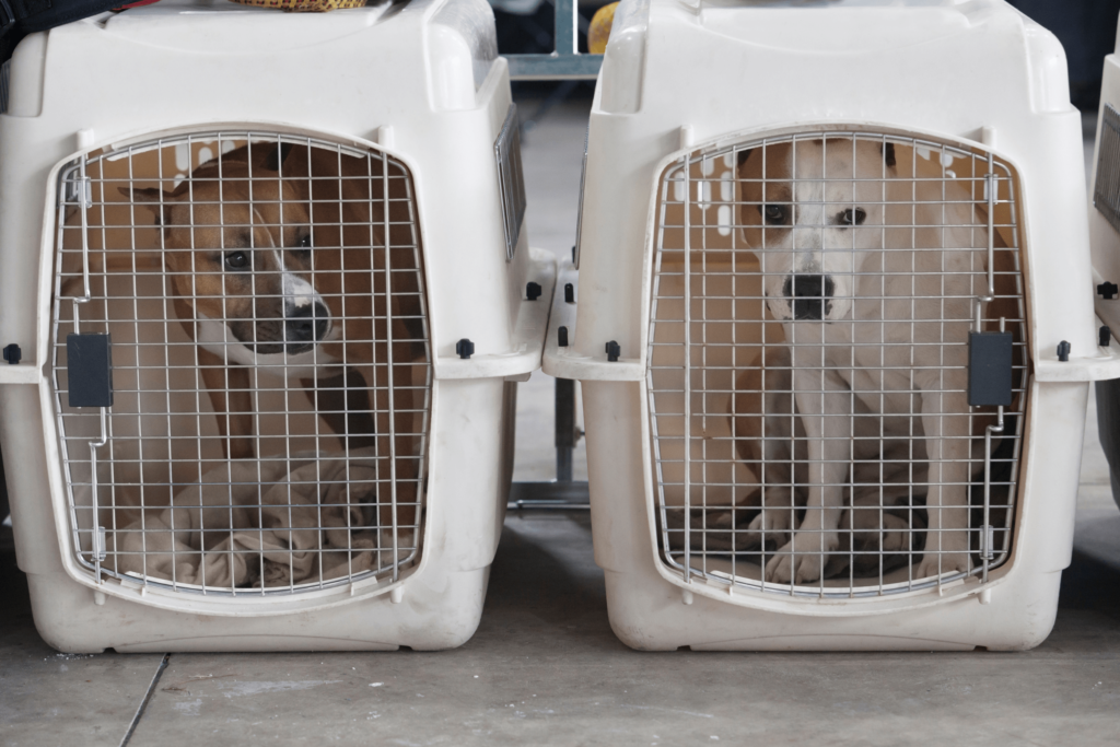 flying with dogs in cargo