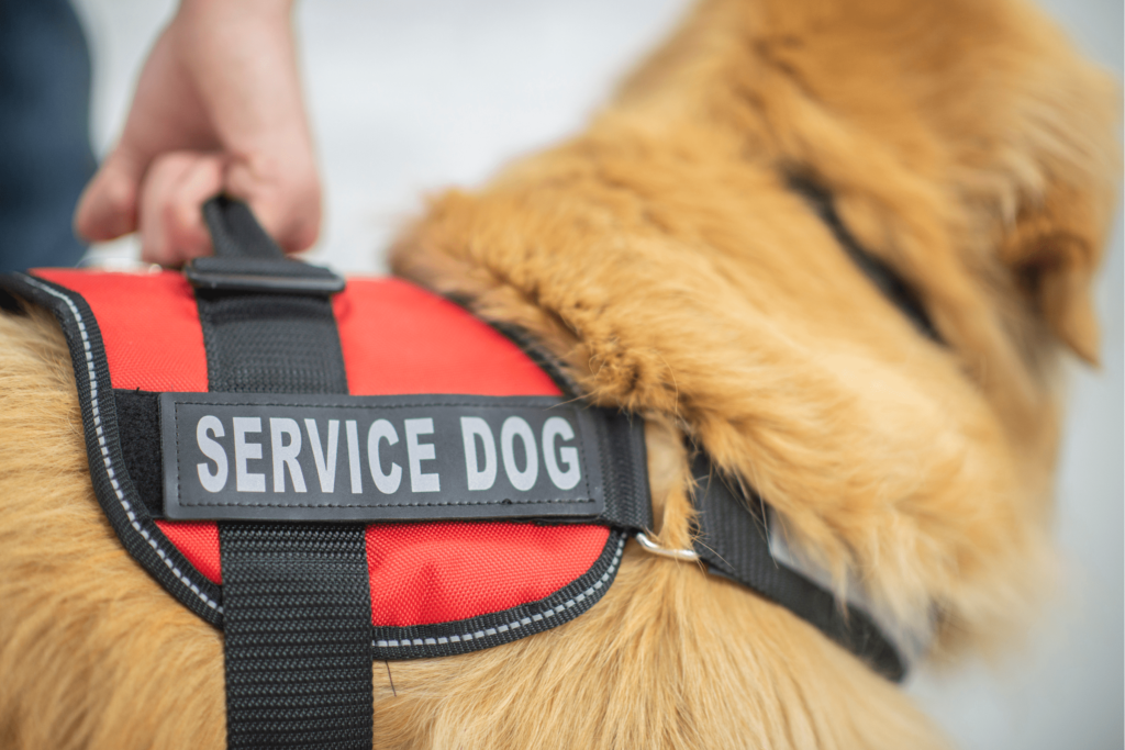 flying with service dogs
