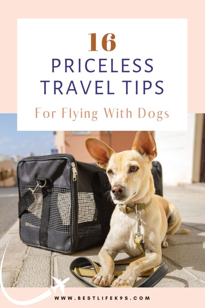 Guide to Flying With Dogs Pinterest Post