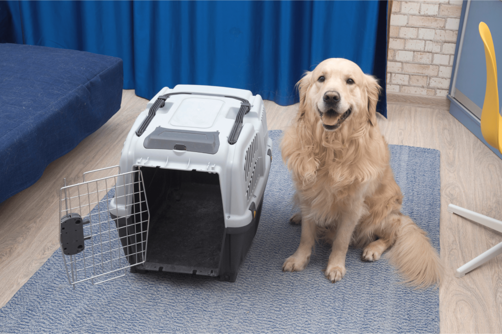How Does Flying Affect Dogs Crate Training