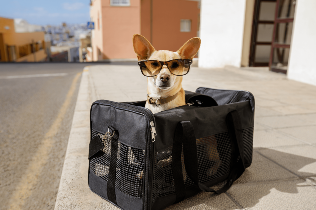 Dog in Airline Cabin Carrier