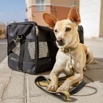 Dog with Airline Carrier for Cabin