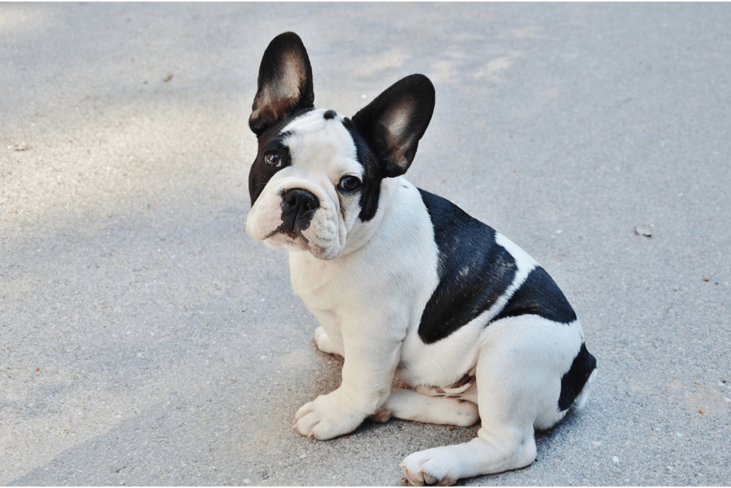 Snub Nosed Dog French Bulldog