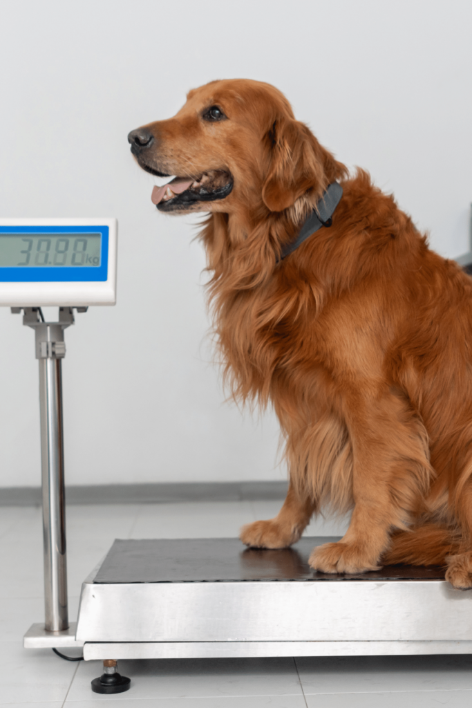 Dog on scale being weighed