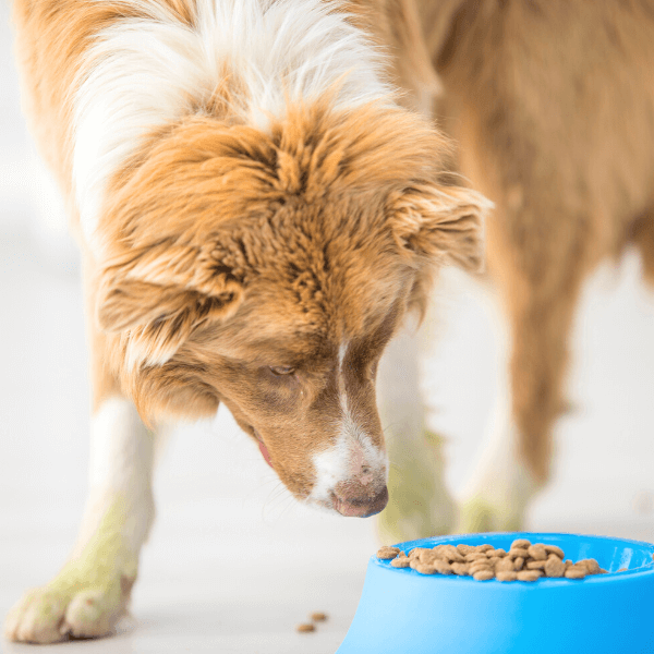 Dog Health and Wellness